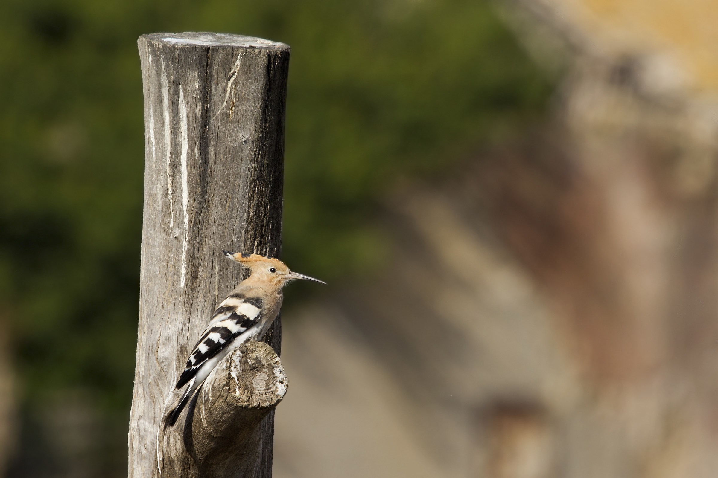 Hoopoe to roost