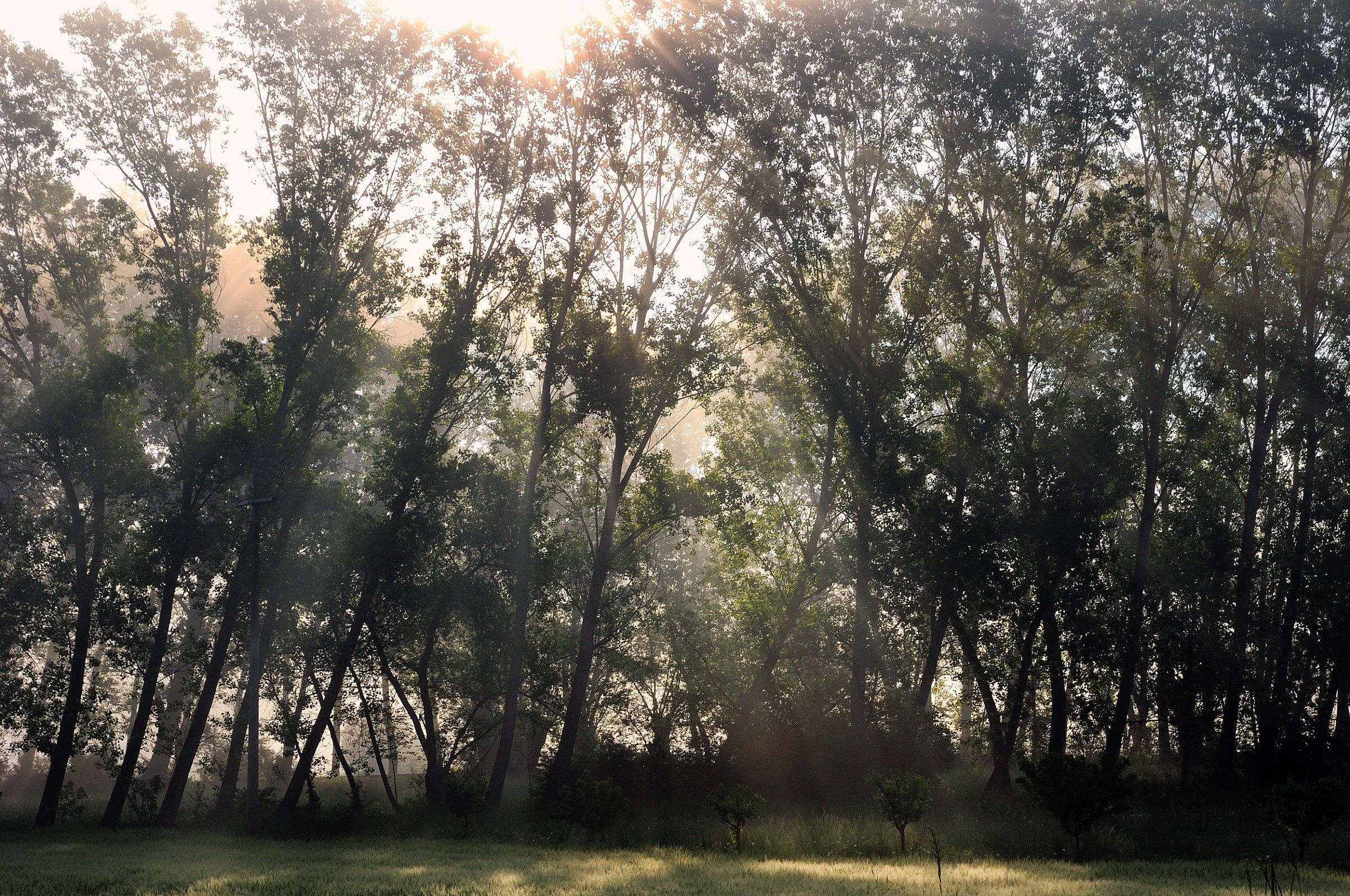 raggi tra gli alberi