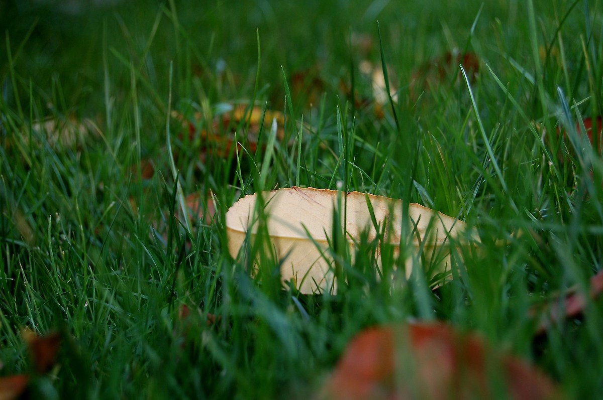 Si sta come d'autunno sugli alberi le foglie...
