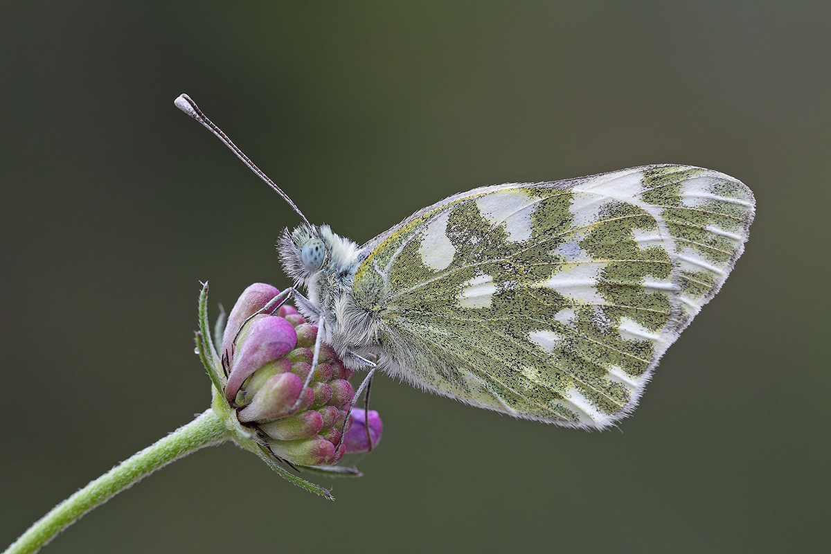 Pieris edusa