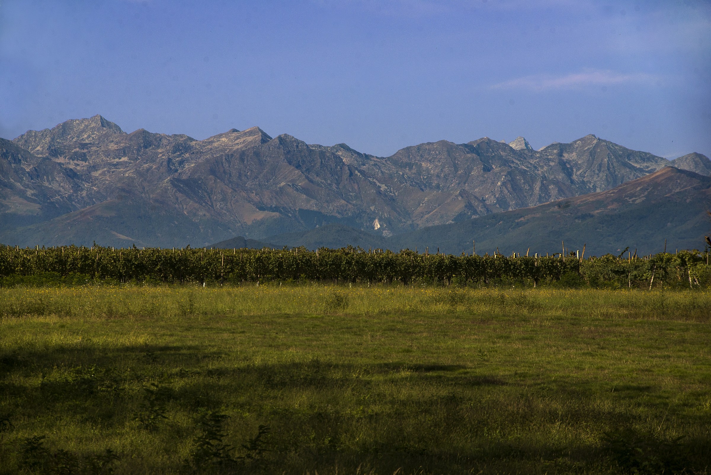 Le vigne del Ghemme alla sommità della collina
