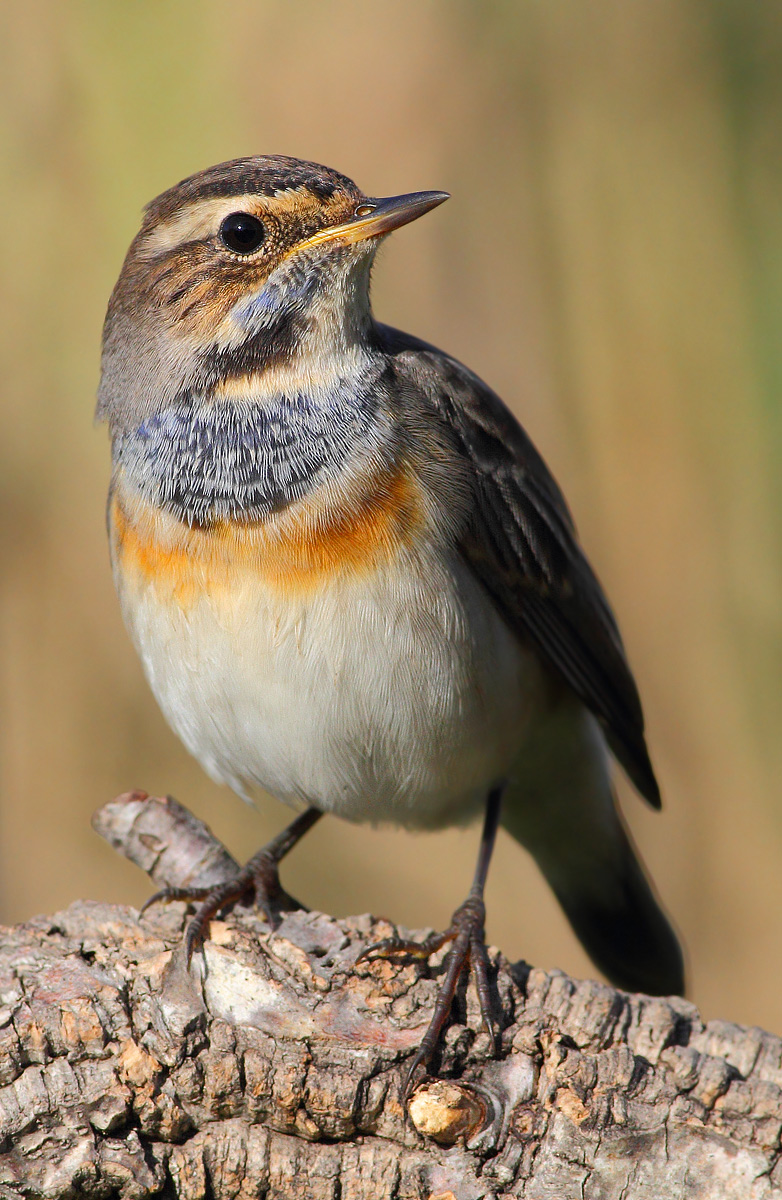 Bluethroat
