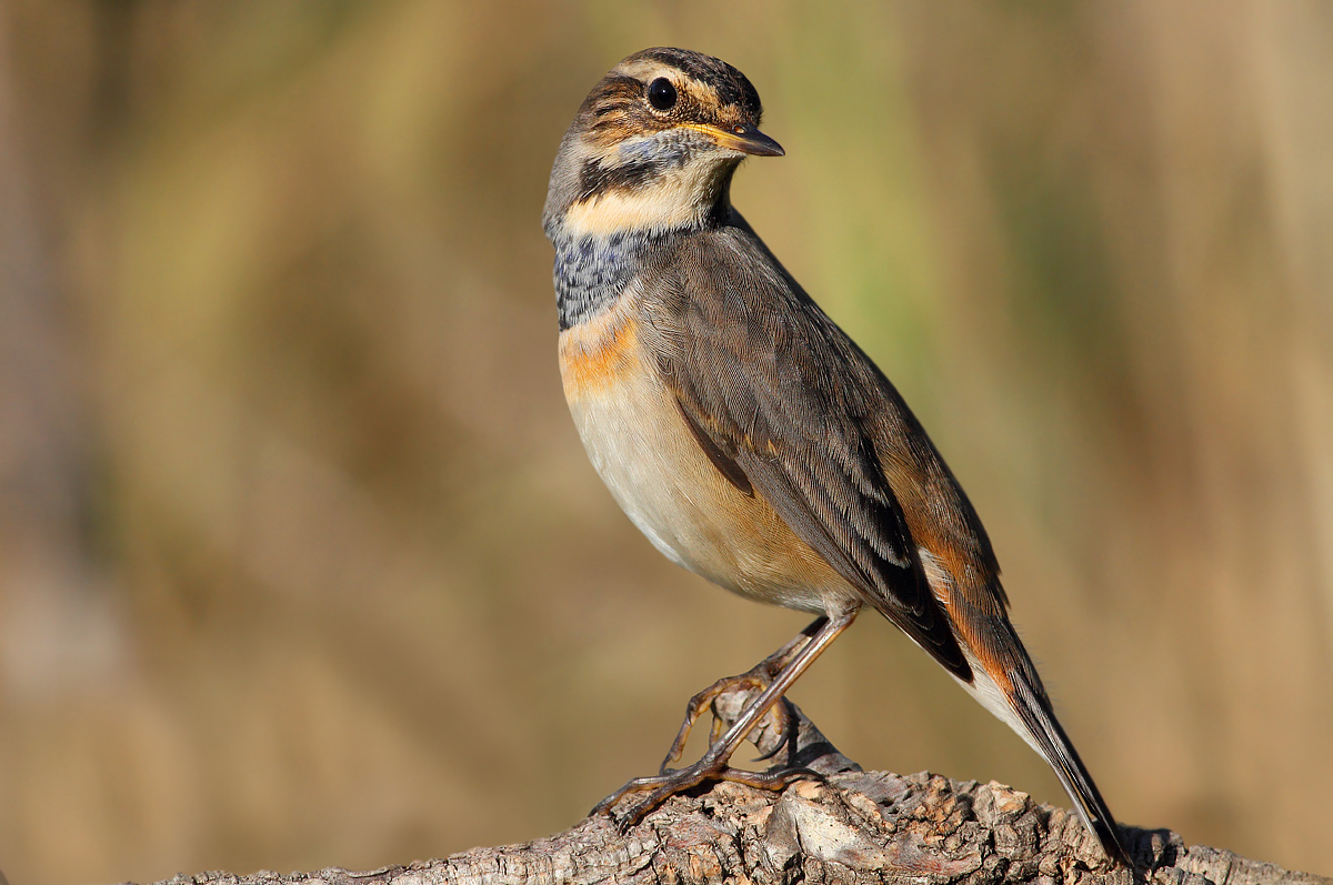 Bluethroat