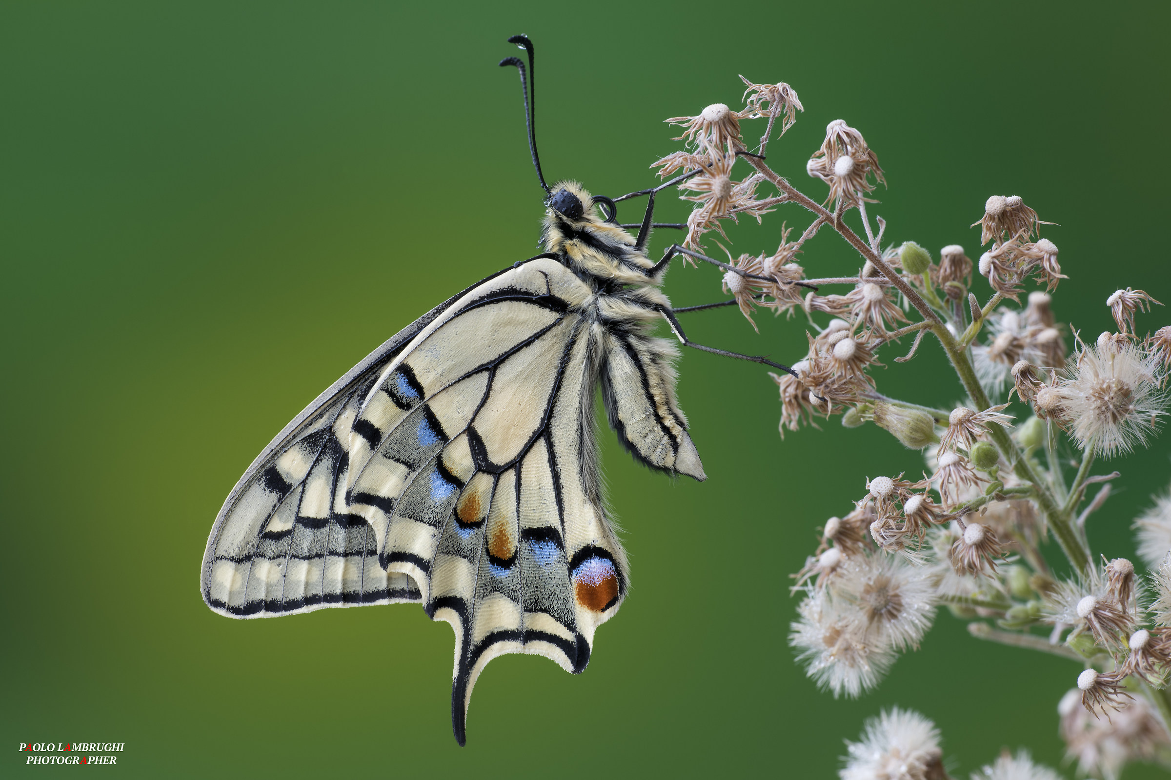 Papilio Machaon