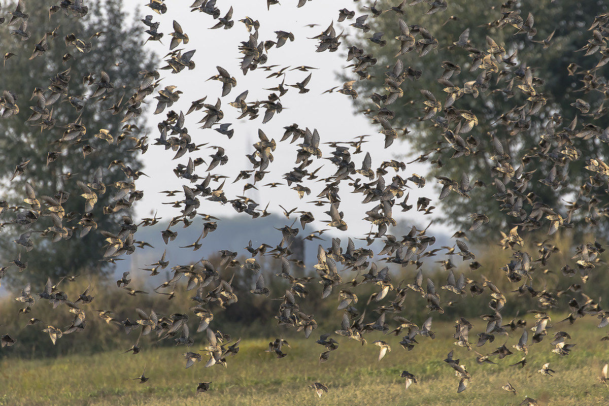 Stormo di....