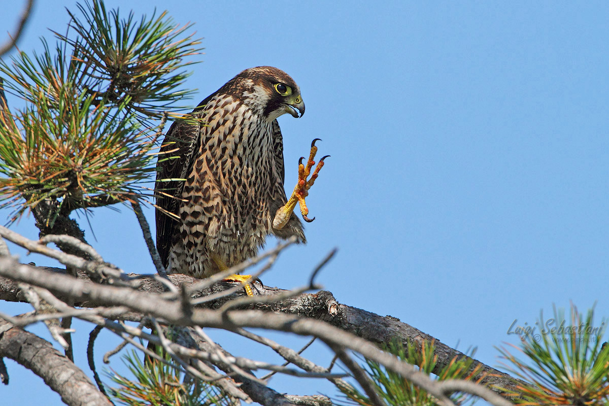 Giovane Falco pellegrino (2)