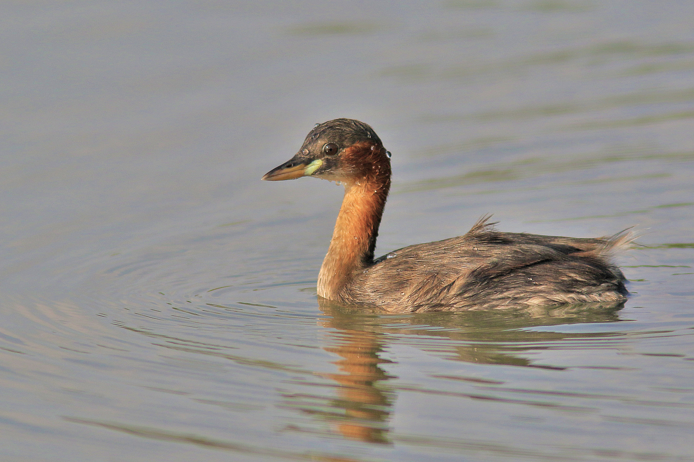 Little Grebe