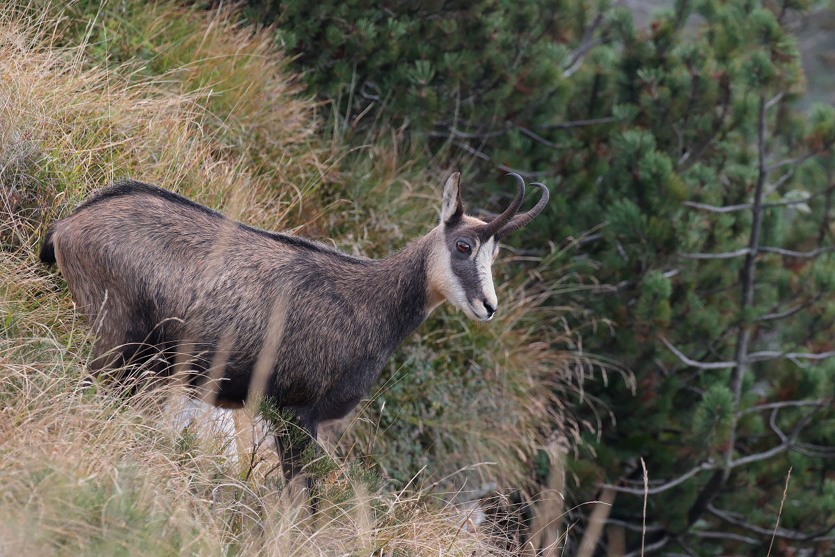 Chamois