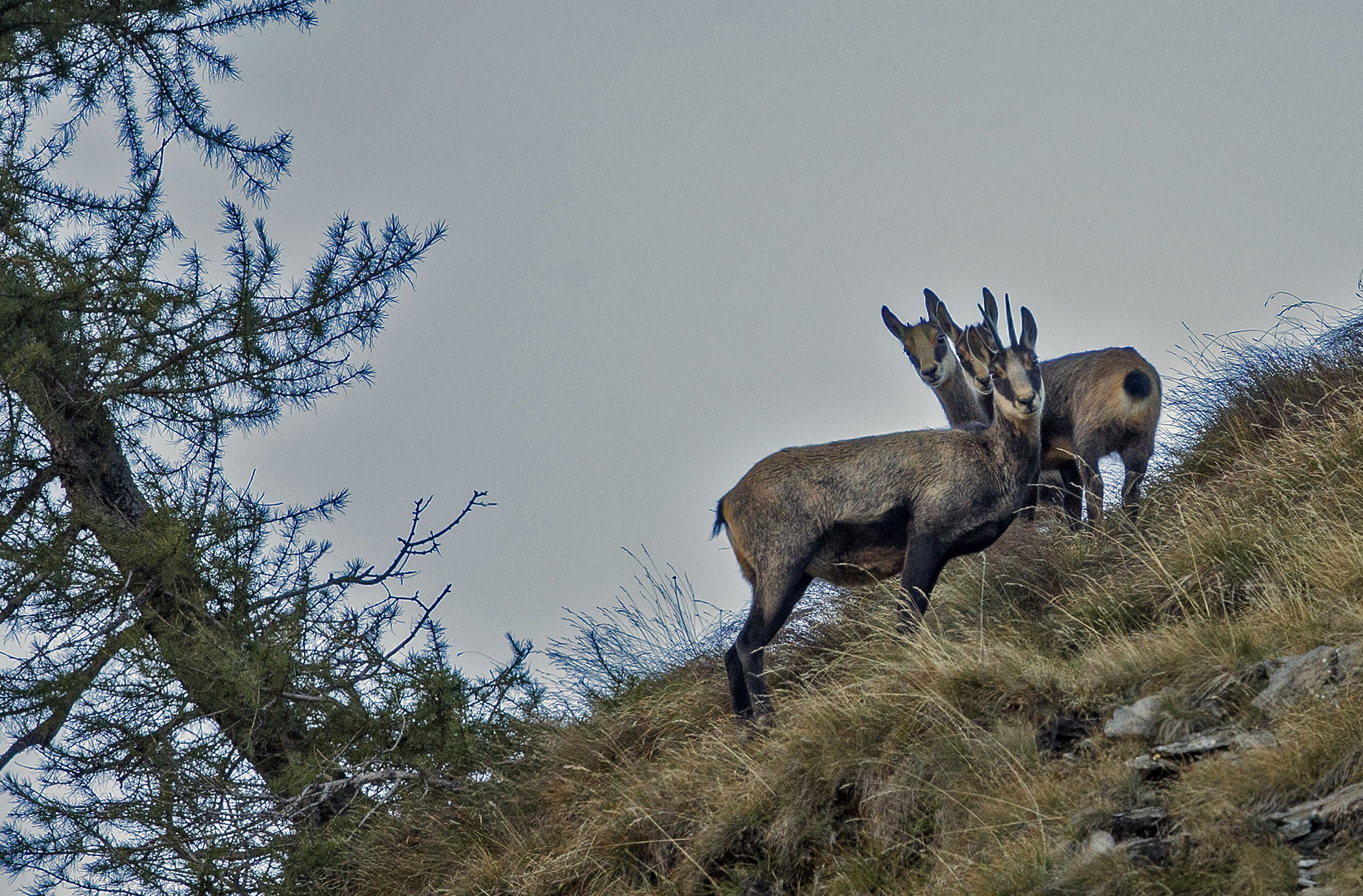 Chamois: female with two small