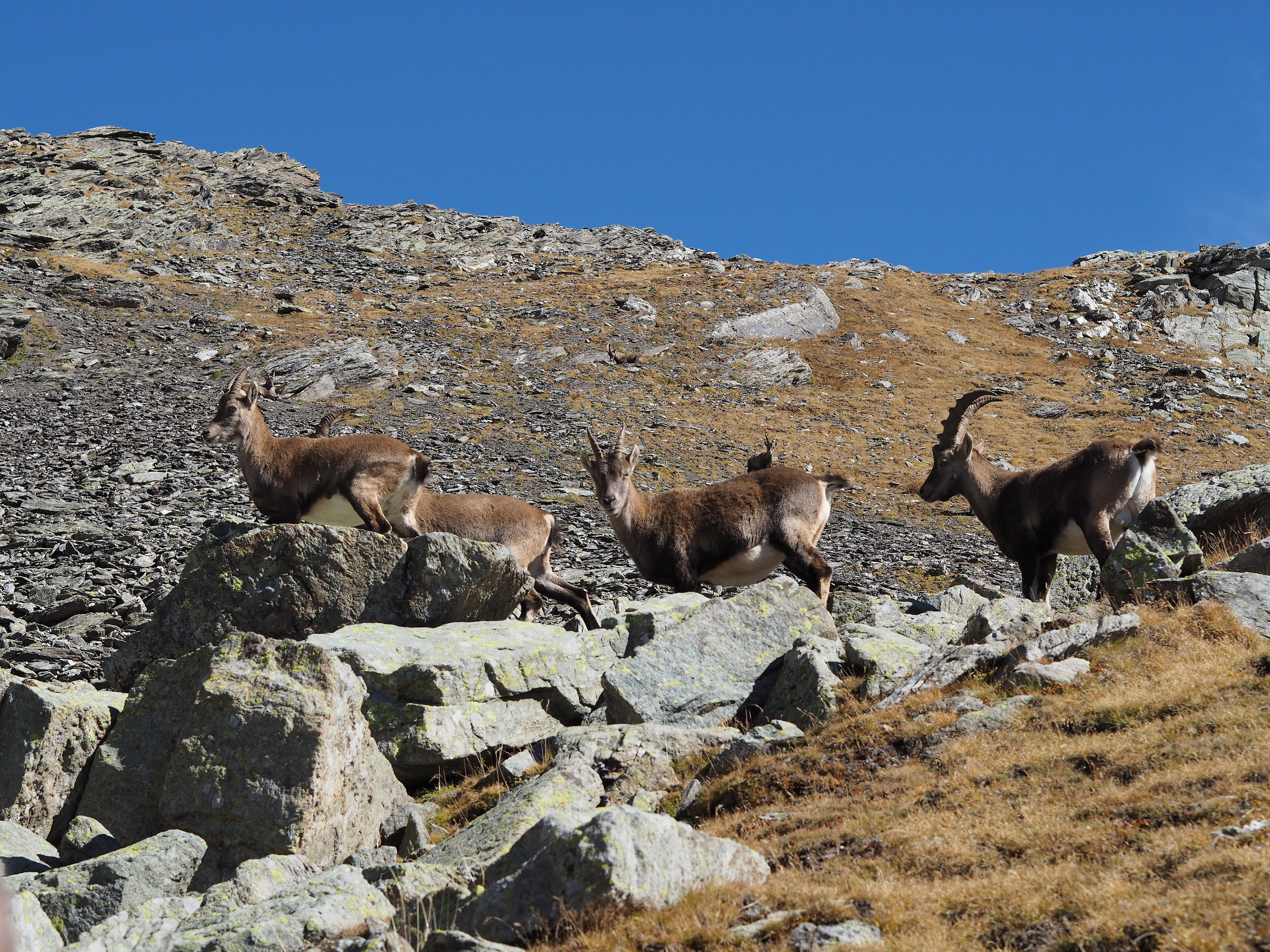 Ibex