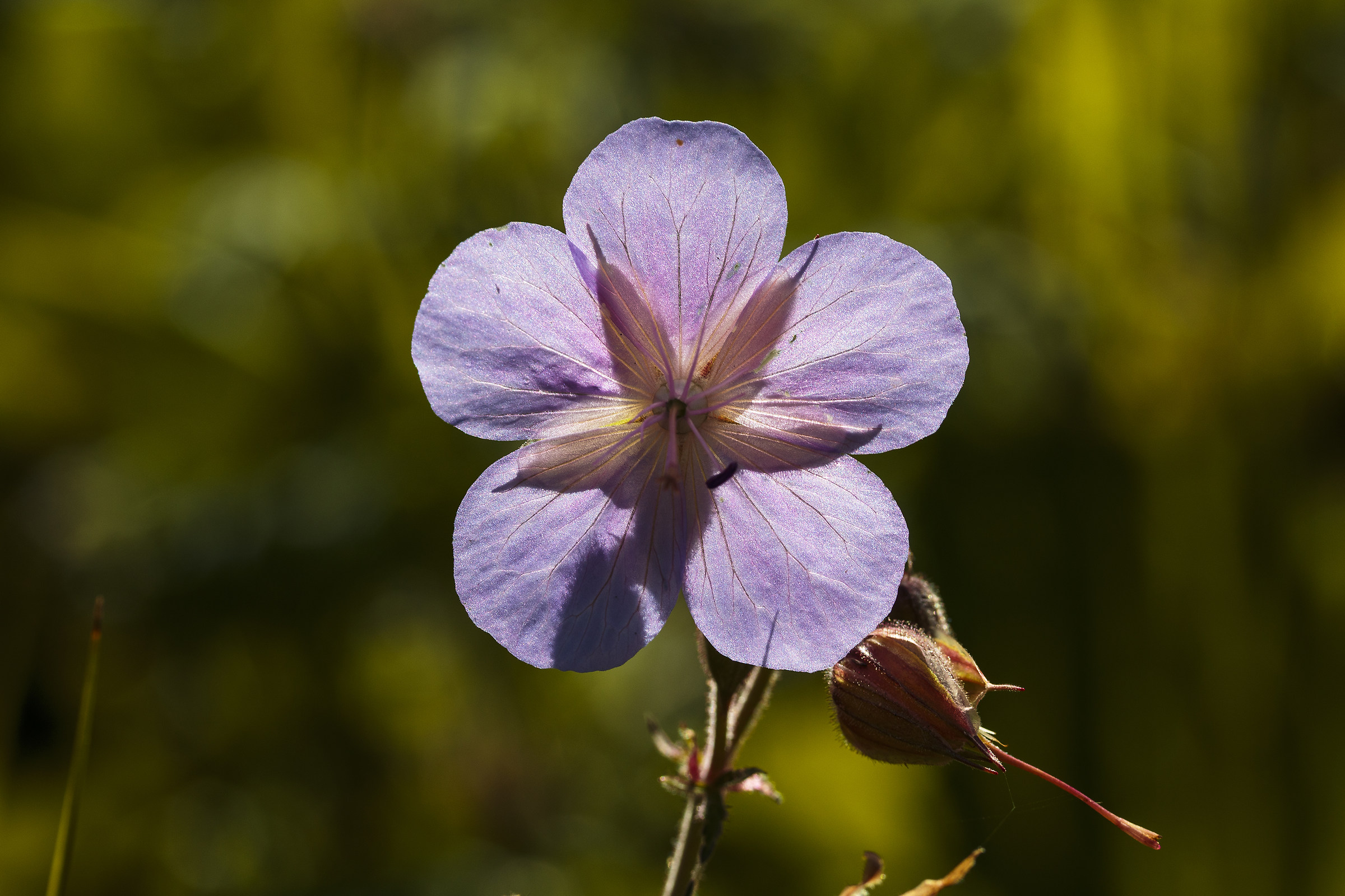 Dolomites, flower meadow.