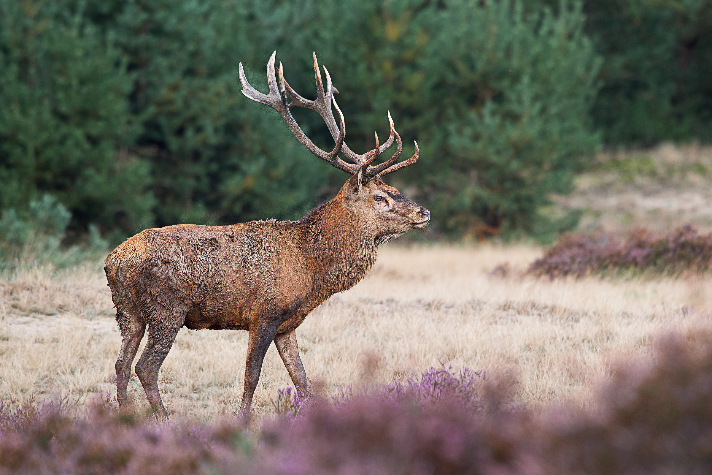 The king of the park.