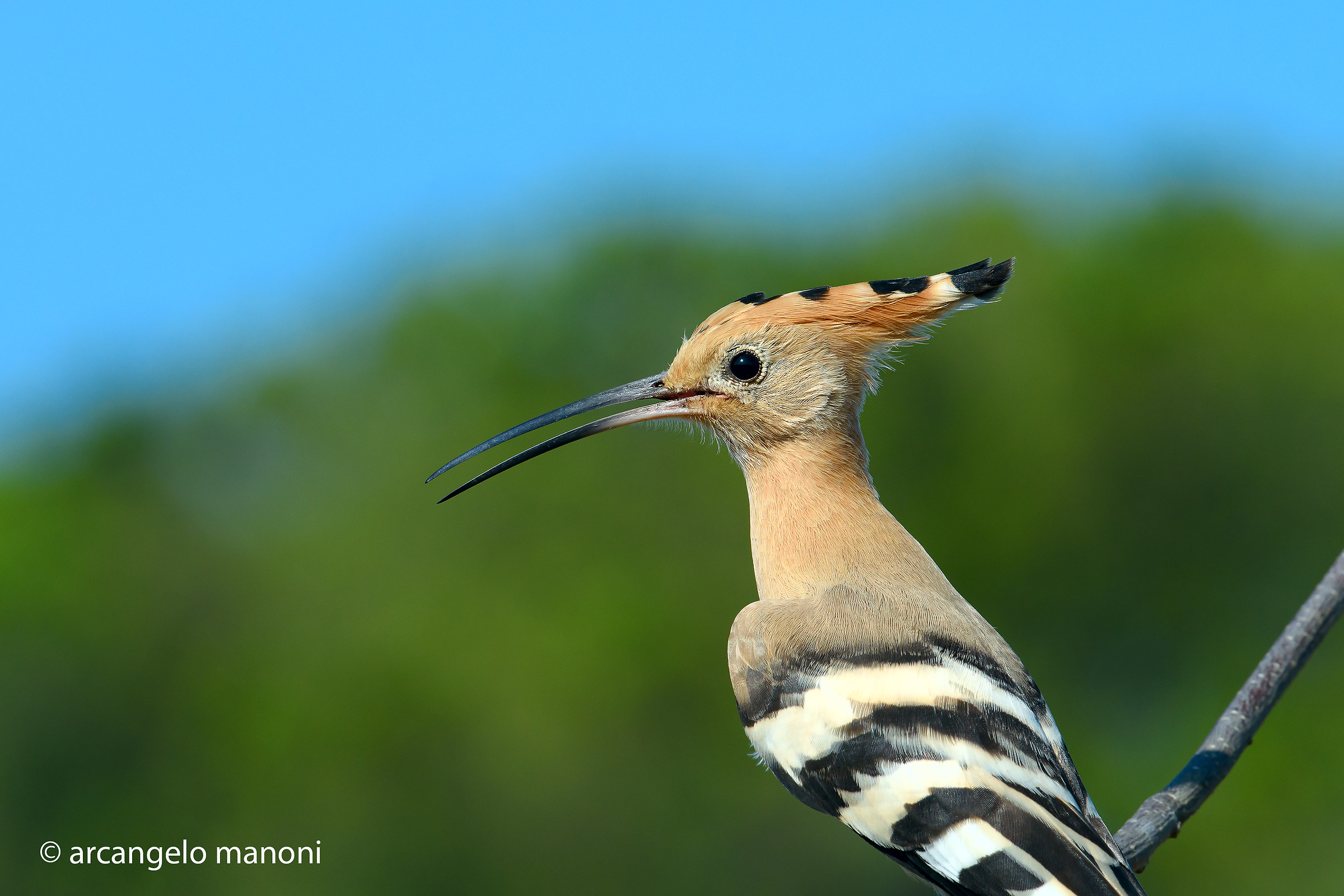 Hoopoe nr 30