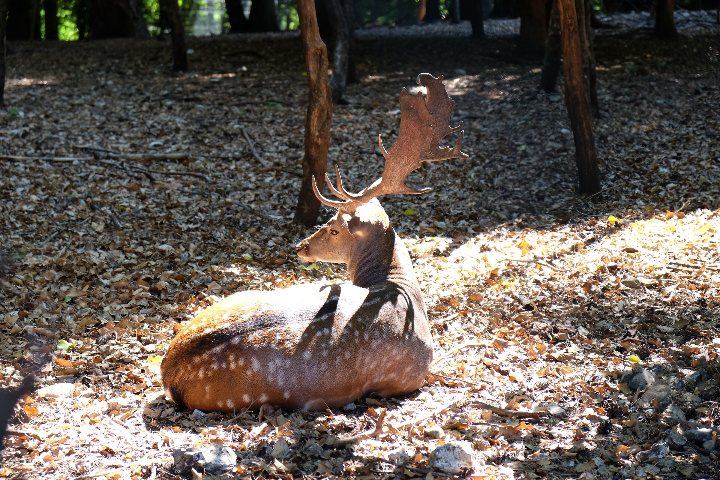 Daino in zona protetta.