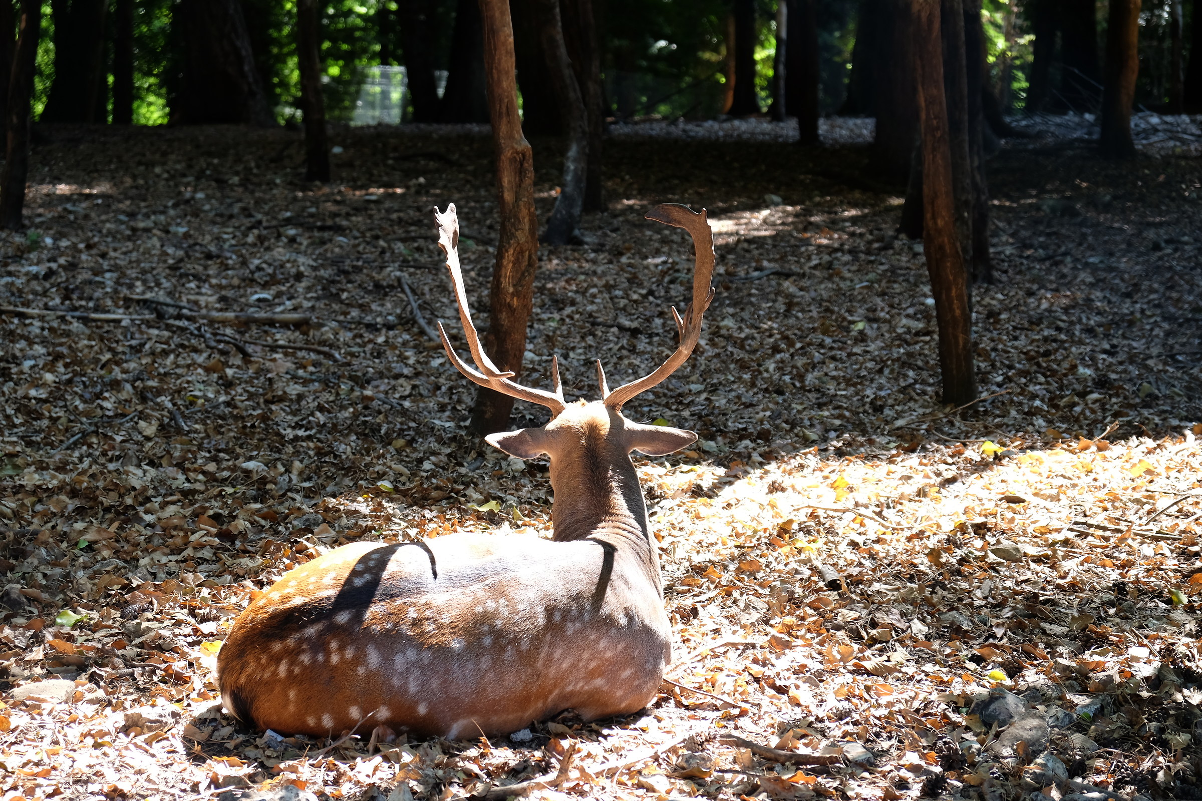 Daino in zona protetta...di spalle