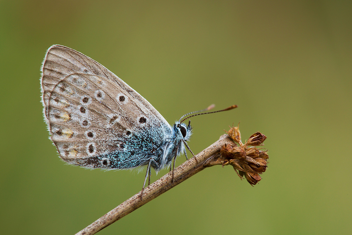 Polyommatus