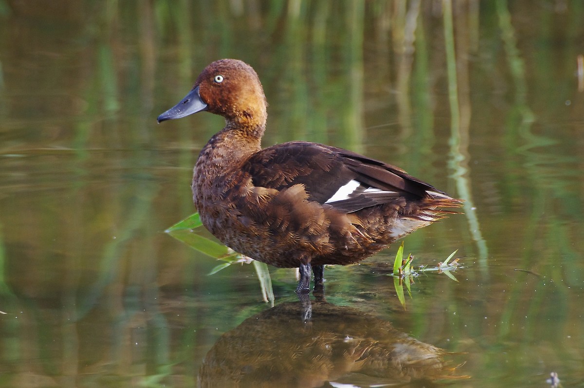 Moretta Tabaccata maschio