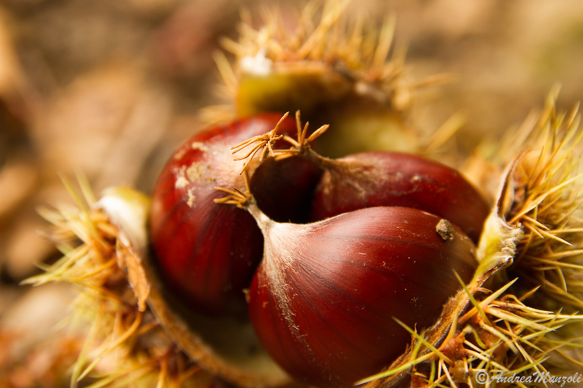 Natural transformation