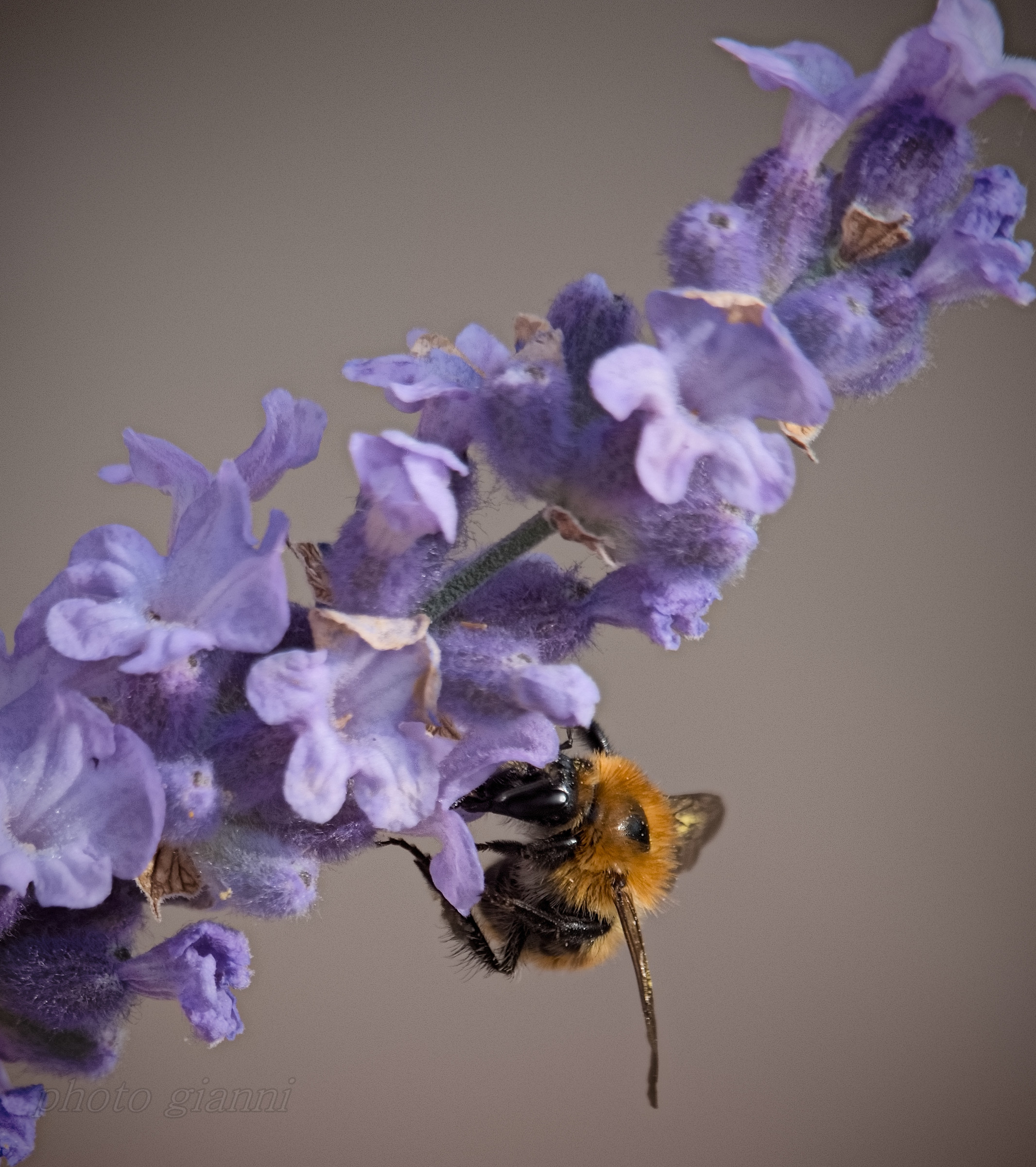 lavanda attraente profumo