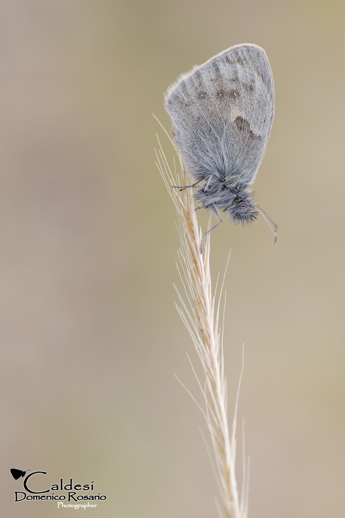 Coenonympha pamphilus