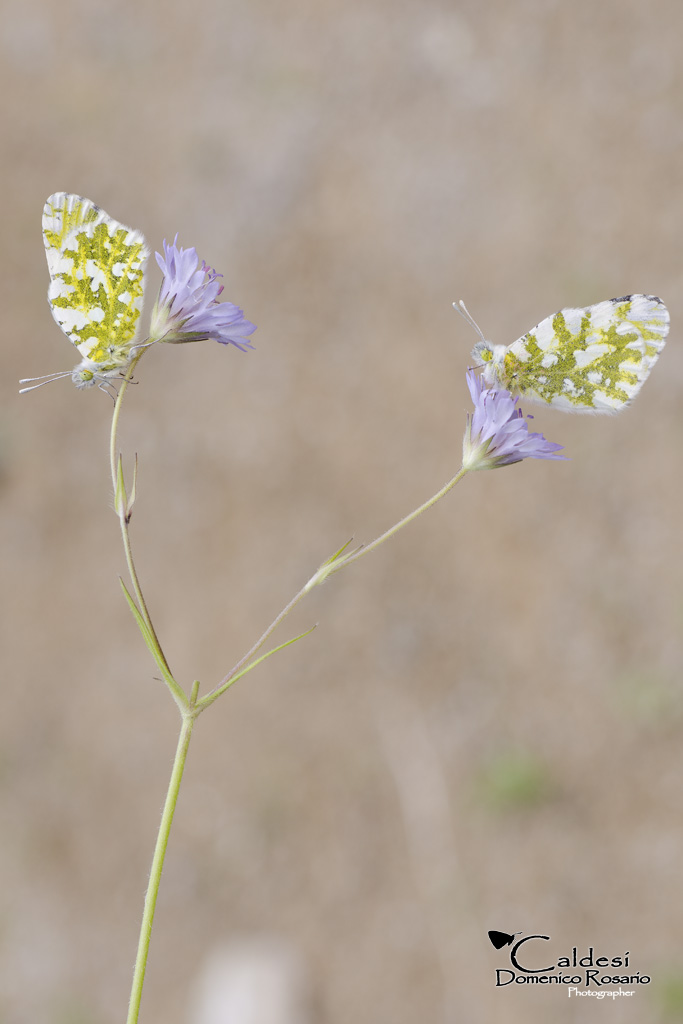 Coppia di Euchloe ausonia