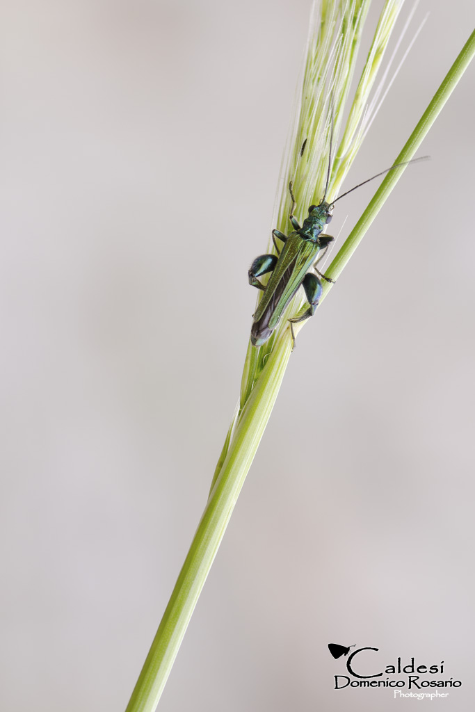 Oedemera nobilis