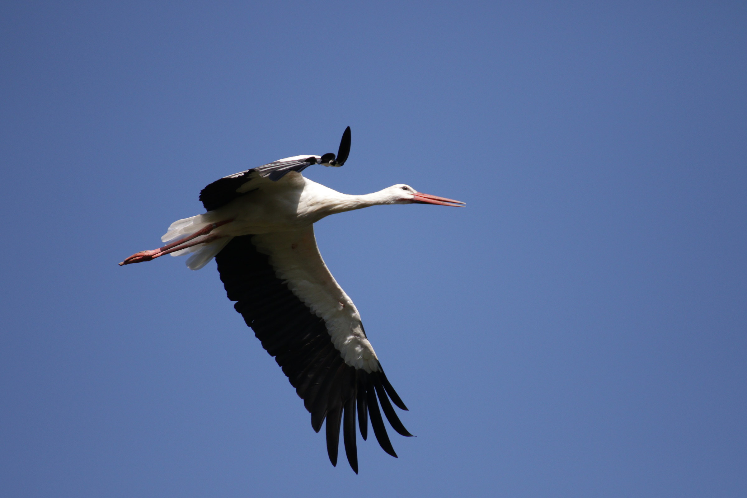 Stork