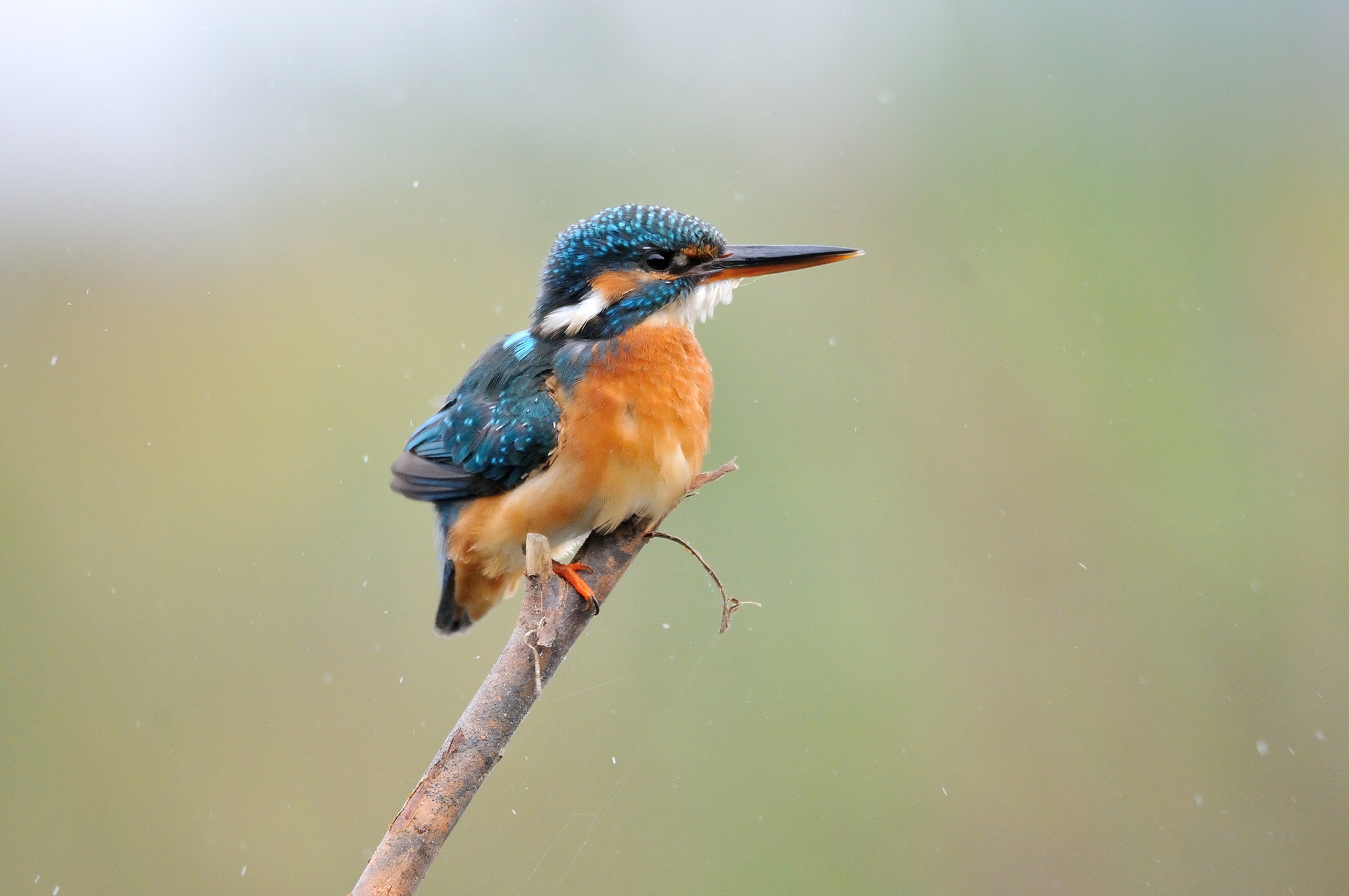 centro cicogne e anatidi racconigi