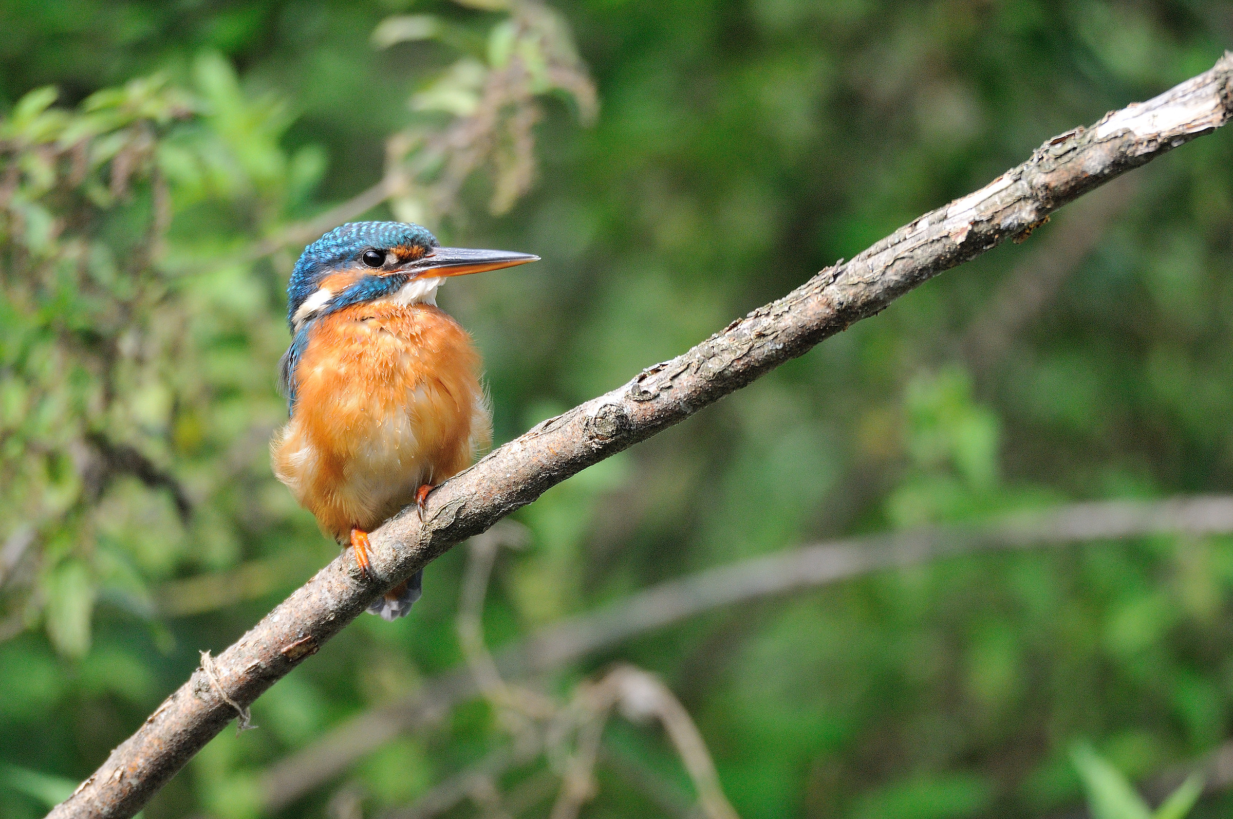 centro cicogne e anatidi racconigi