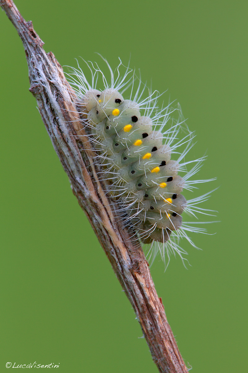I do not know that caterpillar is ....... id welcome ......