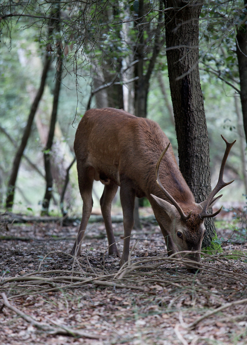 young male deer
