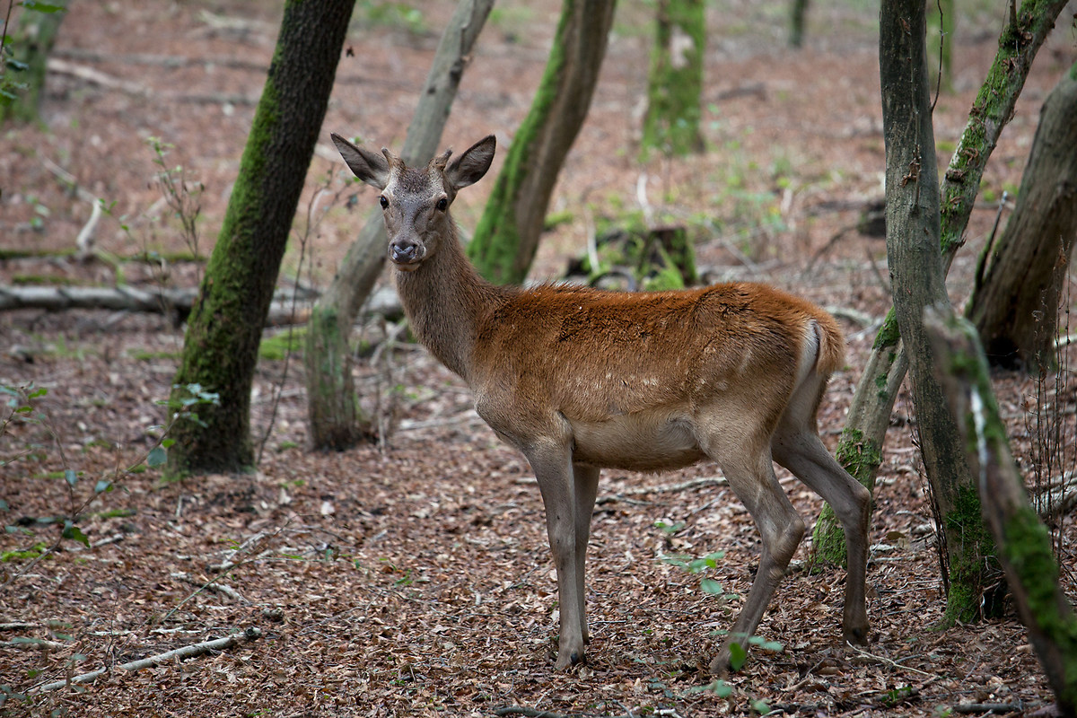 Giovane cervo - Cervus elaphus