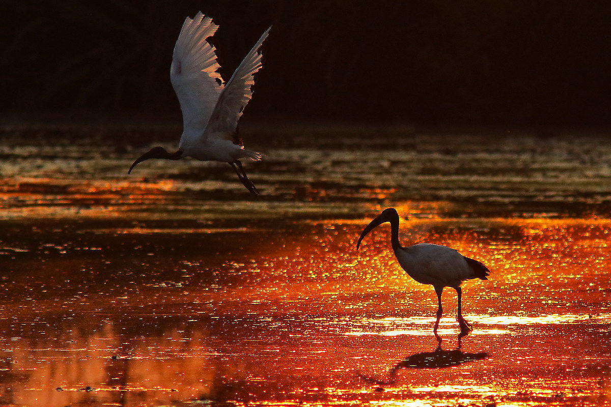 sunset in paddy field