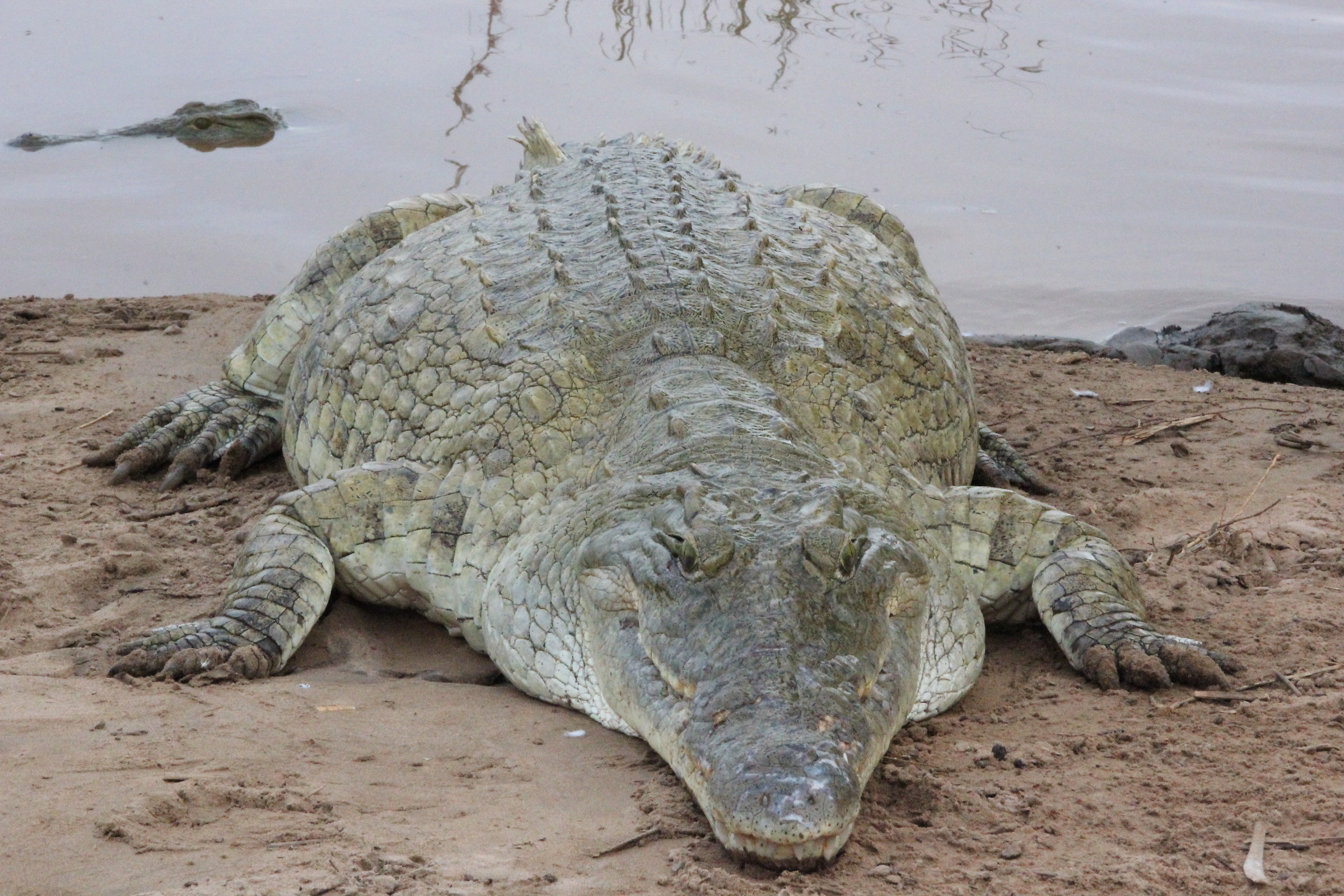 He had already eaten?!?!