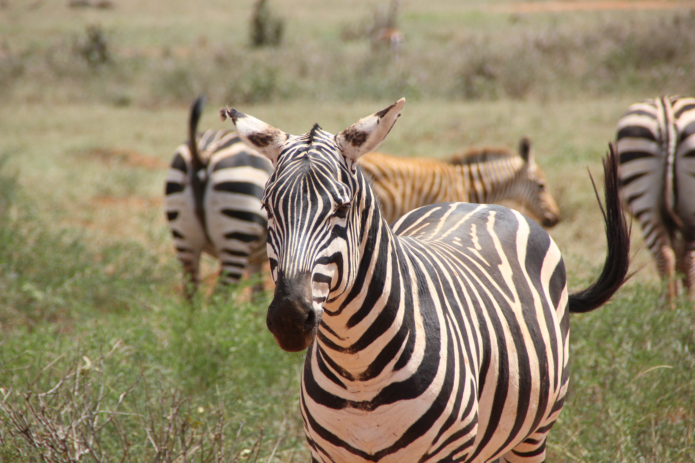 Sister of the beautiful grazing
