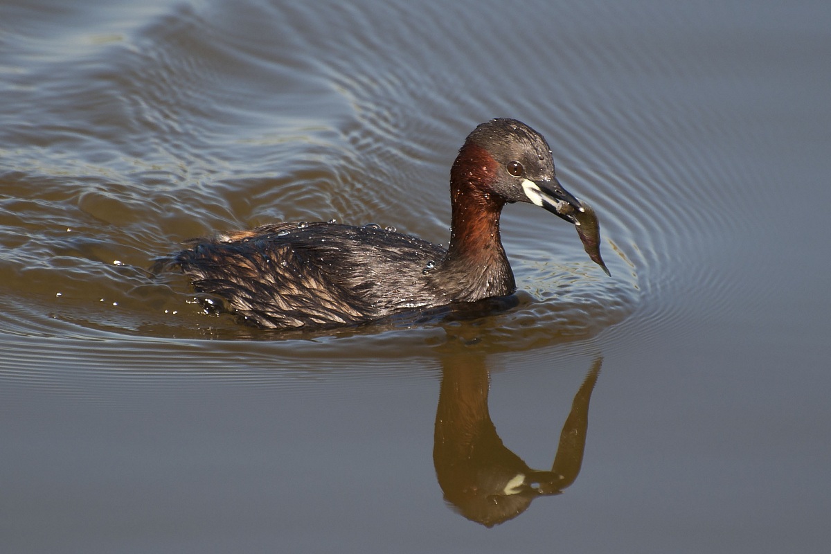 tufetto pescatore provetto