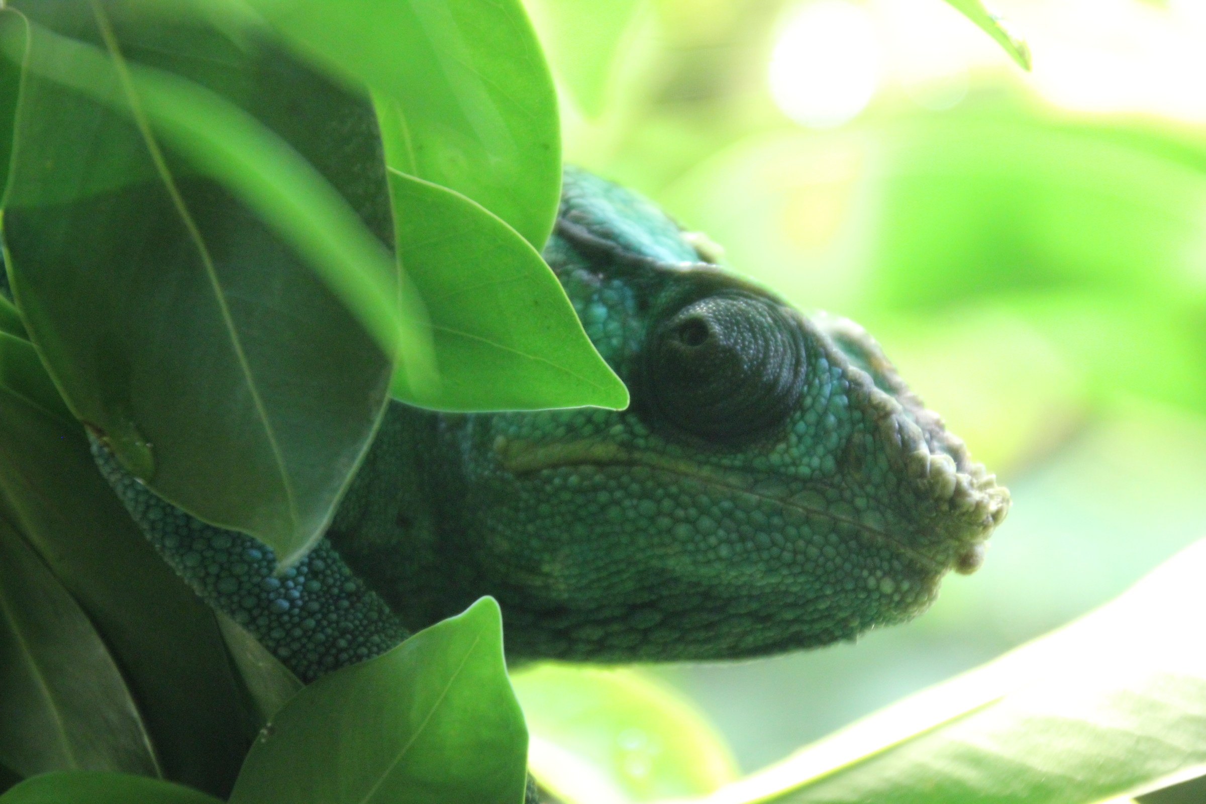Hidden among the leaves