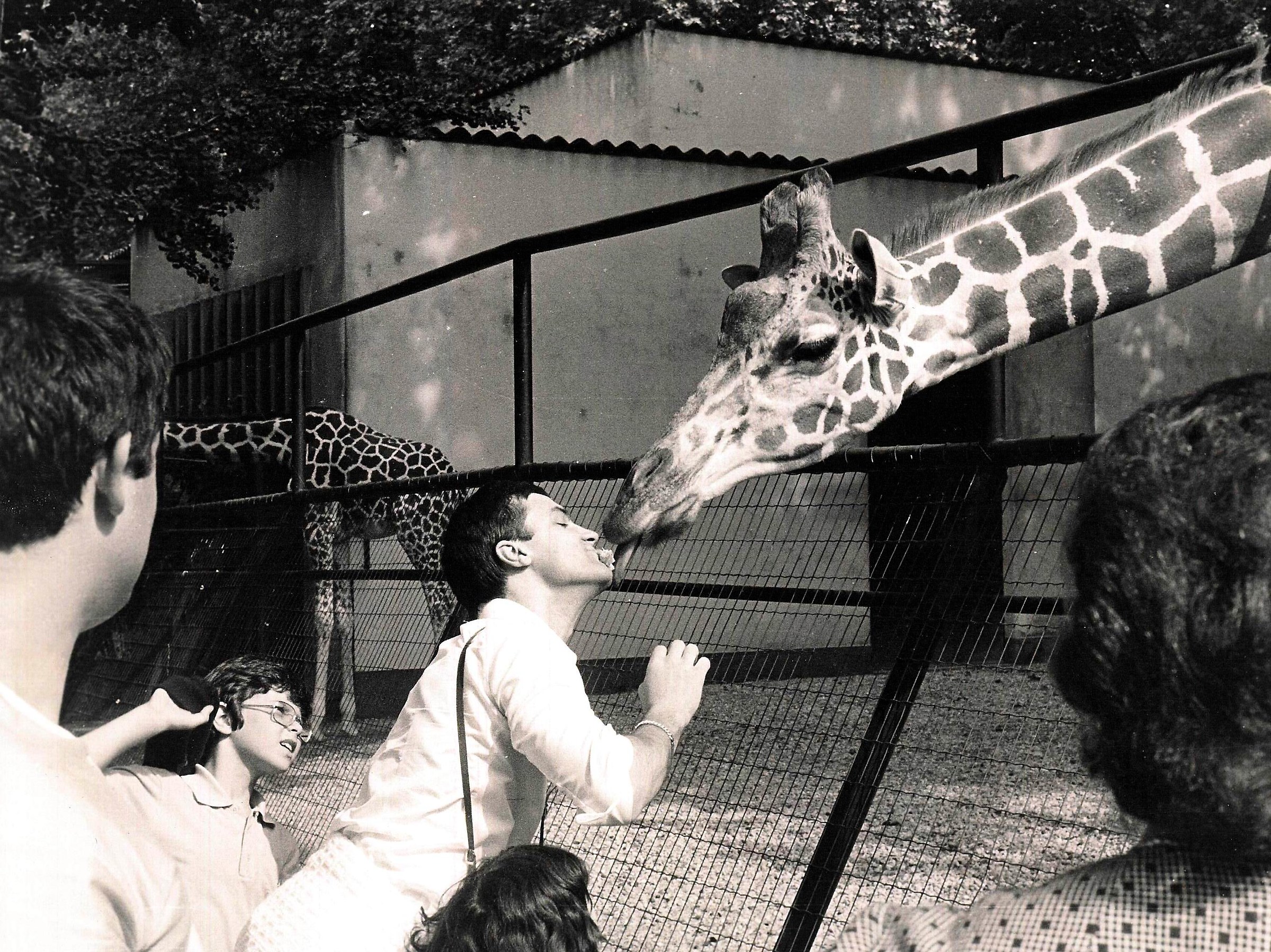 Il bacio della giraffa