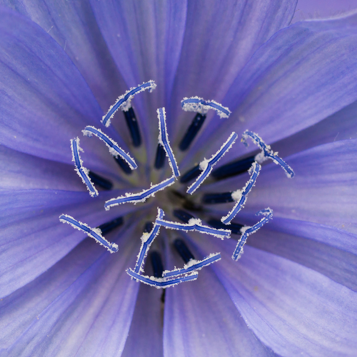 Square floral geometry