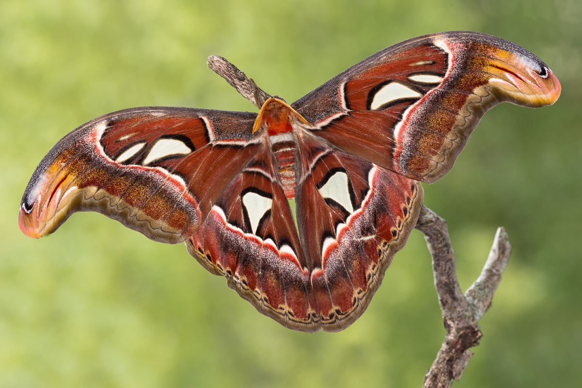 Falena cobra (Attacus atlas - maschio)