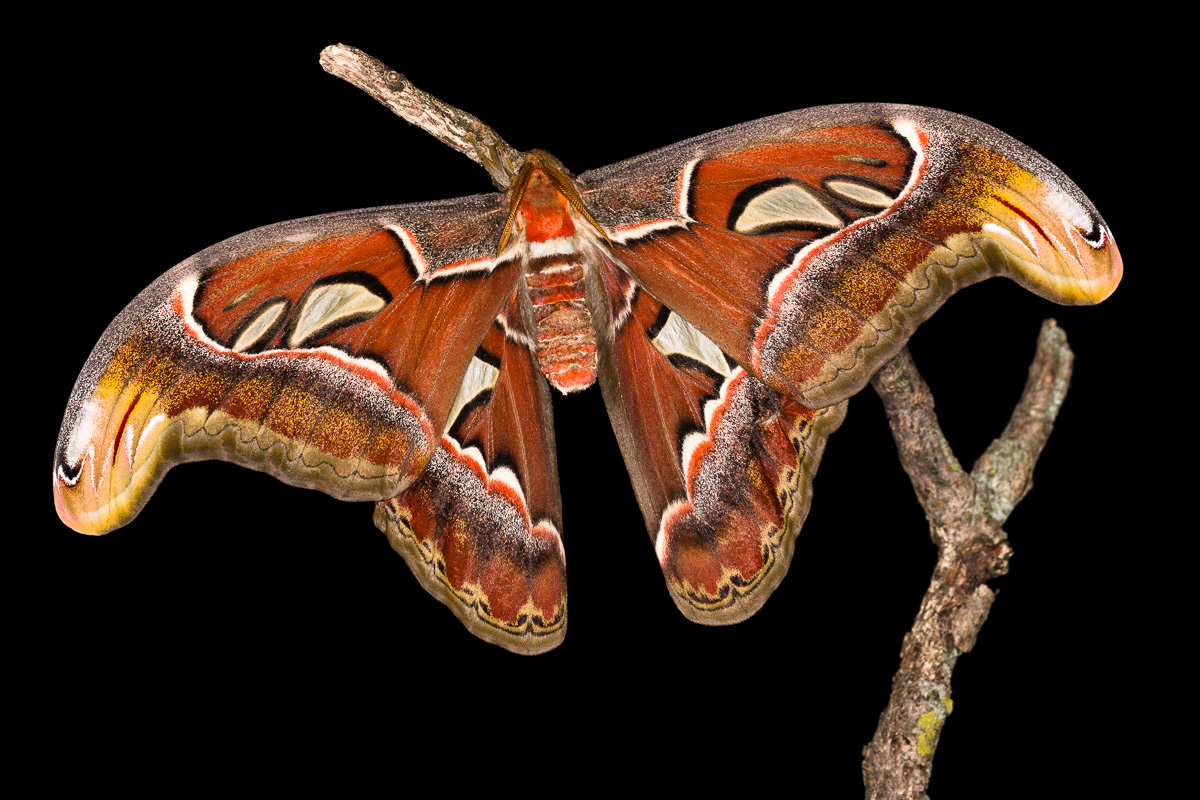 Falena cobra (Attacus atlas - maschio)
