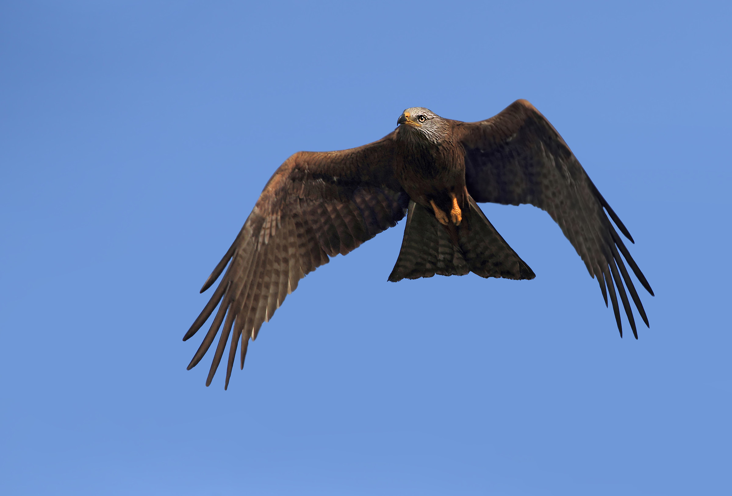 Black Kite
