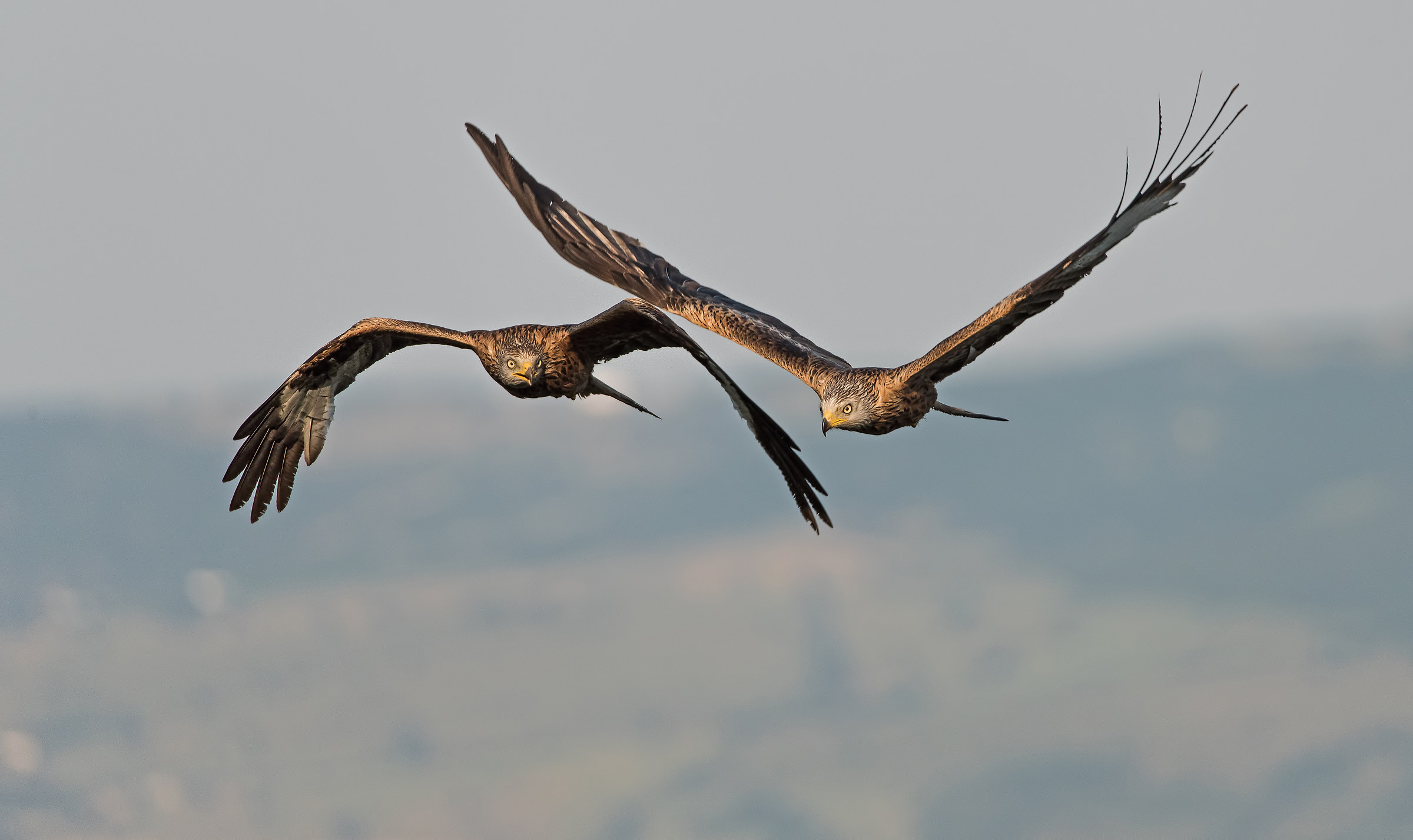 Doppio colpo. Nibbi Reali.