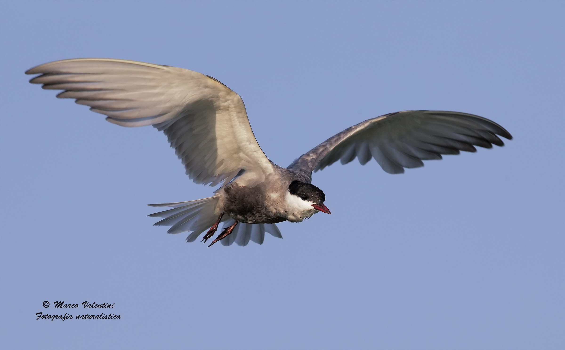 The angel of the swamp