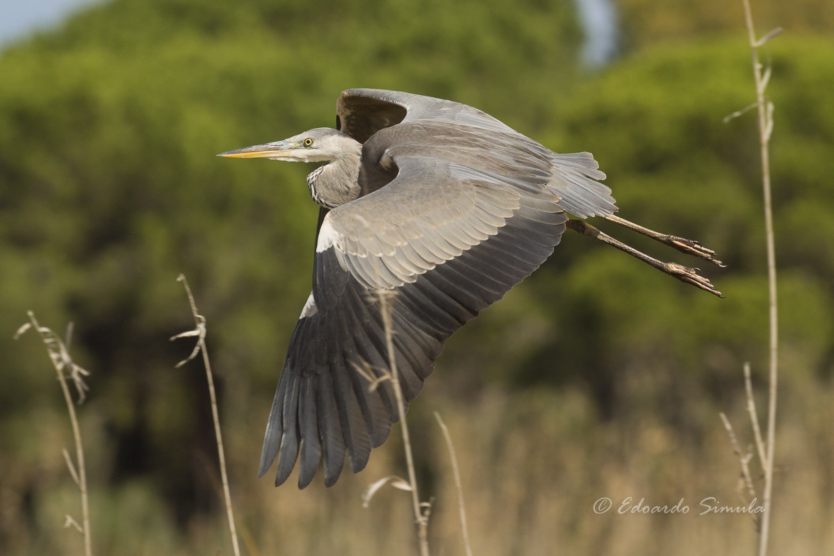 Grey Heron