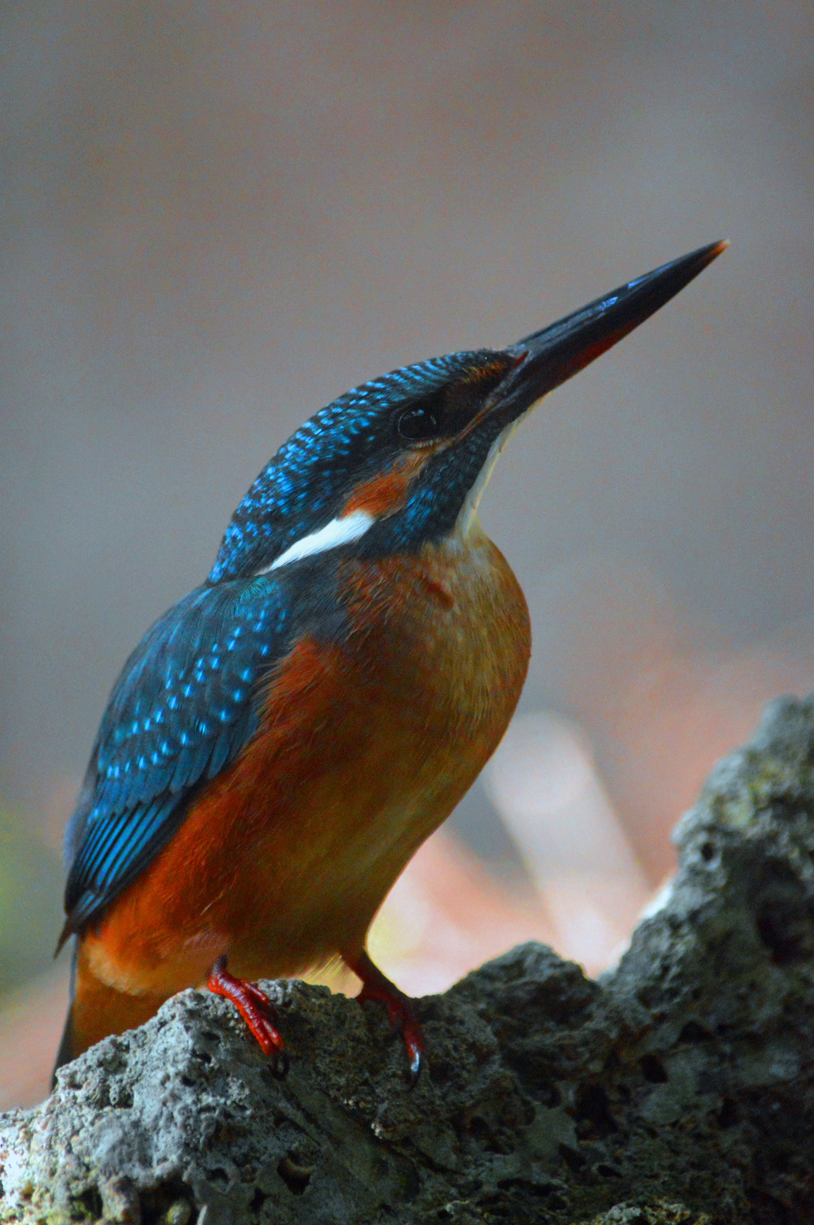 Kingfisher