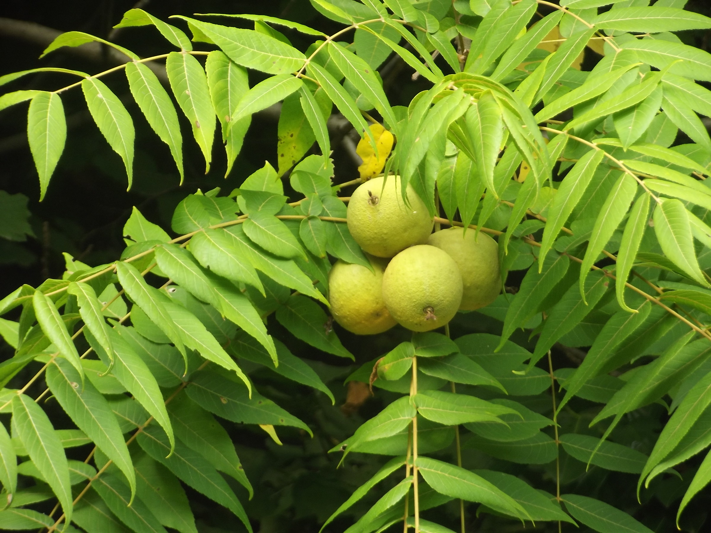 limoni peschiera borromeo