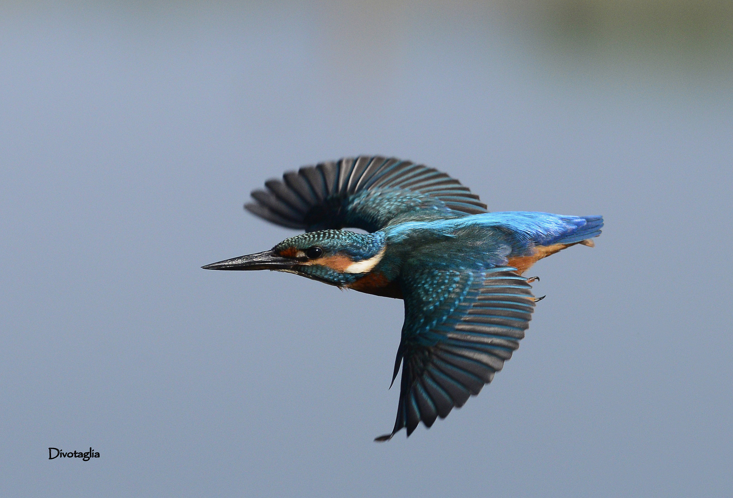 The flight of martin