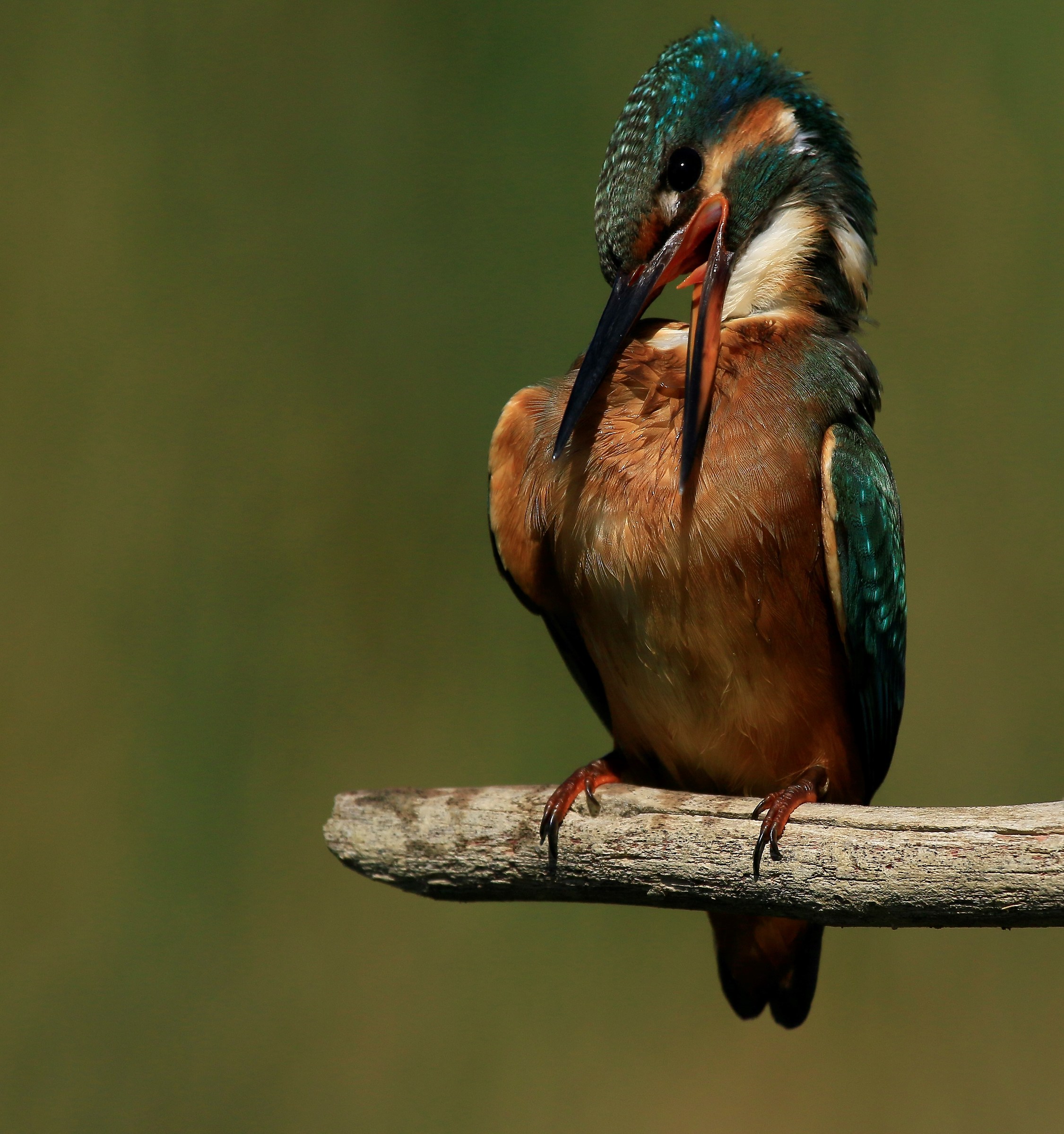 Kingfisher 2015: settling feathers