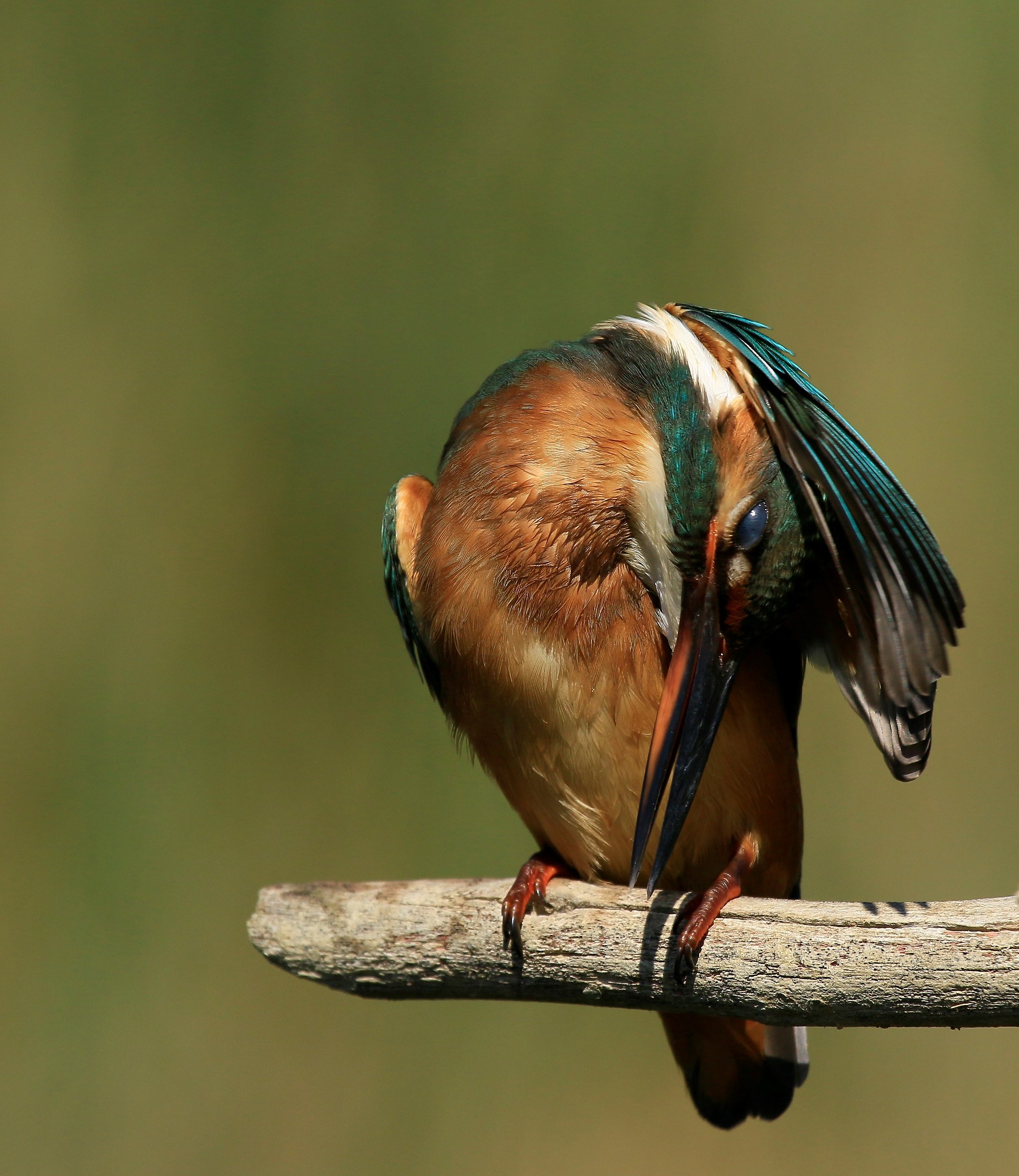 Kingfisher 2015: Martina A very vezzosa